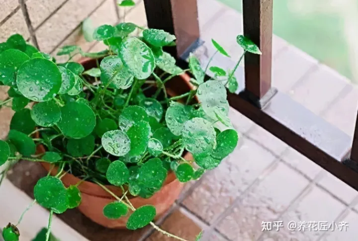 养花小知识一般养花什么，总结养花“十大问题”，只要学会，你就是养花大神