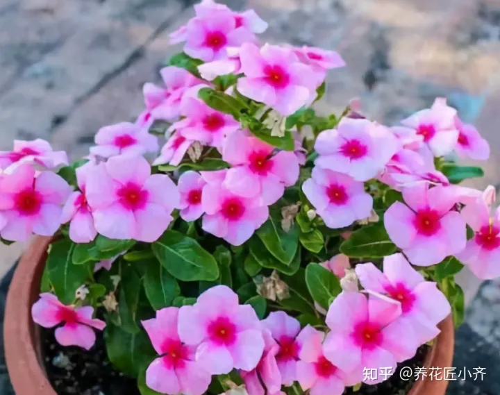 养花小知识一般养花什么，总结养花“十大问题”，只要学会，你就是养花大神