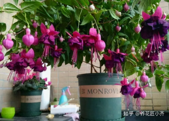 养花小知识一般养花什么，总结养花“十大问题”，只要学会，你就是养花大神