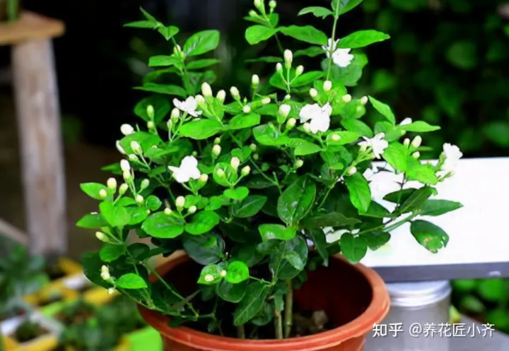 养花小知识一般养花什么，总结养花“十大问题”，只要学会，你就是养花大神