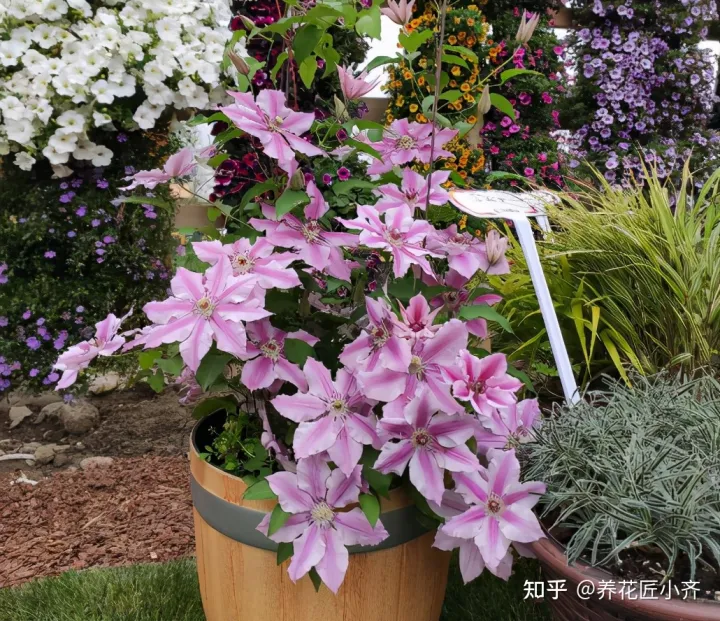 养花小知识一般养花什么，总结养花“十大问题”，只要学会，你就是养花大神