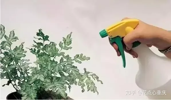 怎么把花养好有什么方法，【干货】怎么把花养得漂亮是个技术活，看完你就会了！