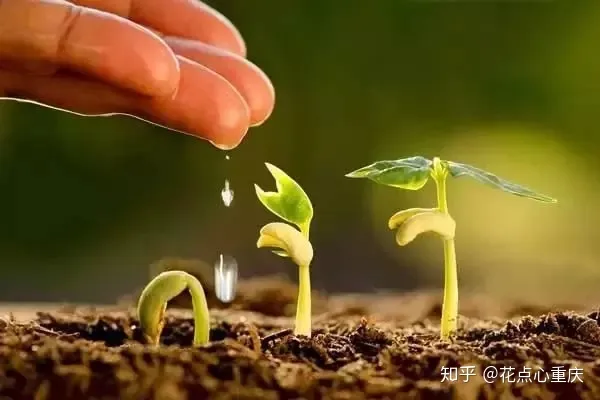 怎么把花养好有什么方法，【干货】怎么把花养得漂亮是个技术活，看完你就会了！