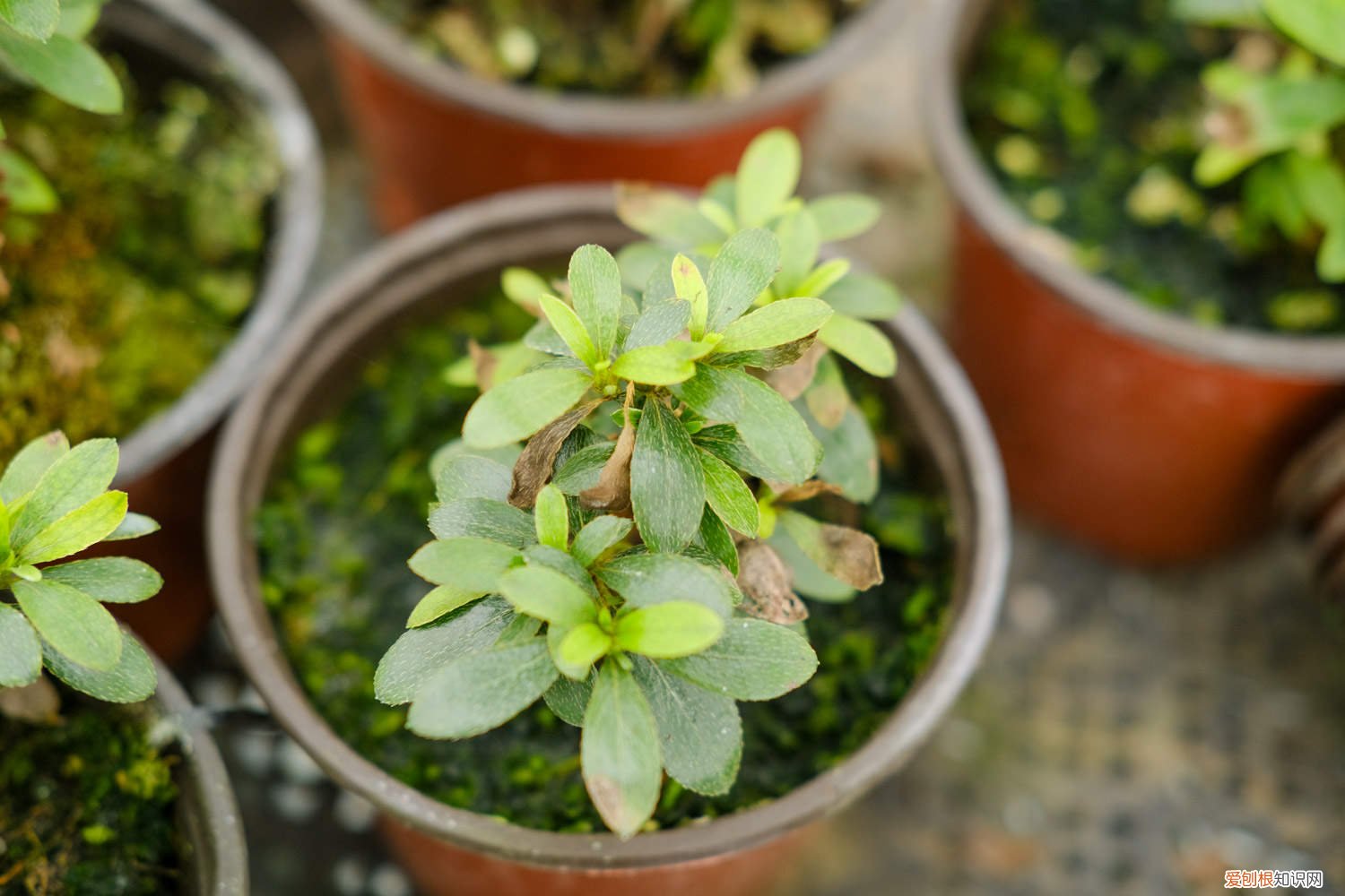 杜鹃花开败以后怎么修剪 杜鹃花怎么修剪，杜鹃花开败后如何修剪