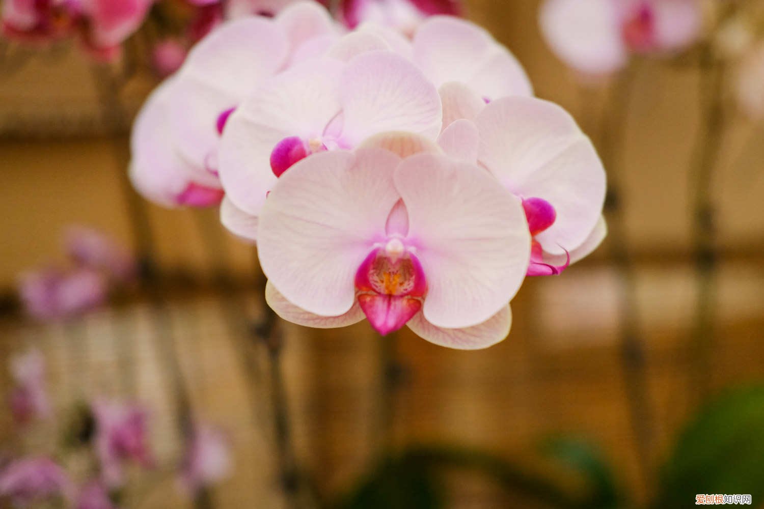 蝴蝶兰开完花以后怎么样处理 蝴蝶兰开完花怎么办