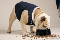 幼犬可不可以吃成犬狗粮 幼犬可以吃成犬狗粮吗