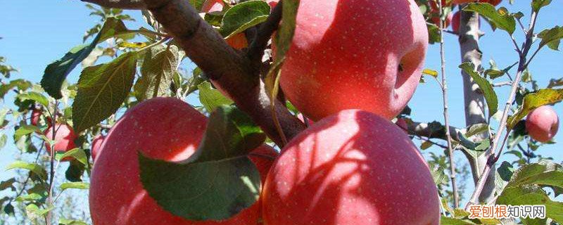 中短枝富士的栽植方法 短枝富士如何修剪