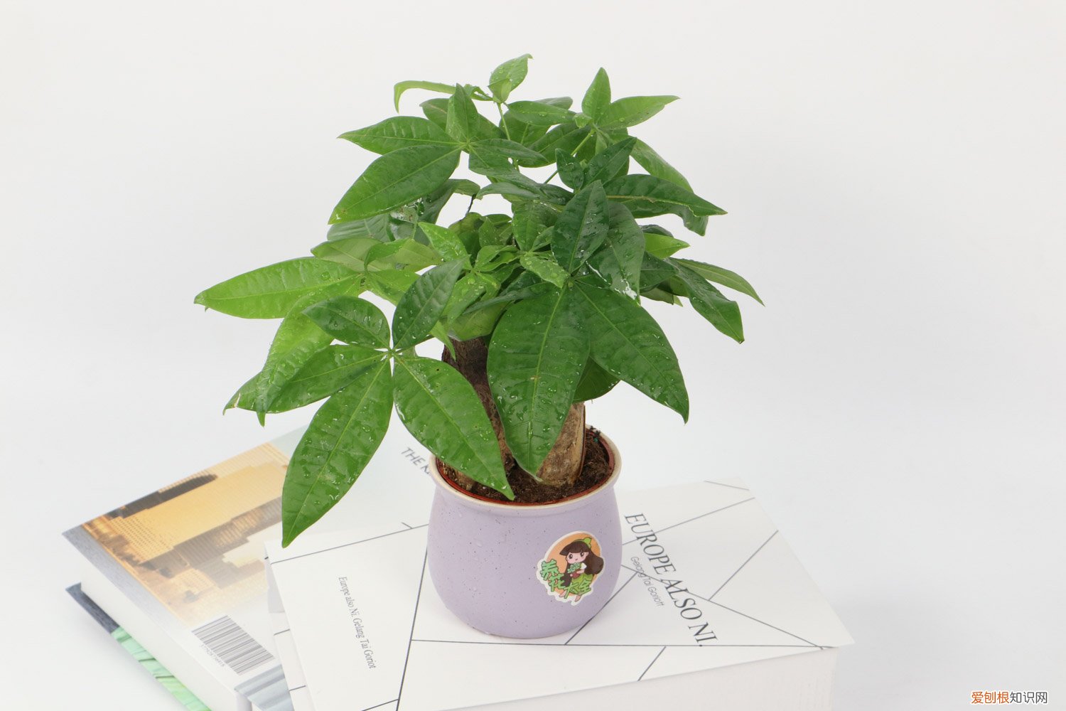 剪枝后的发财树如何养 发财树剪下的枝条能否养活