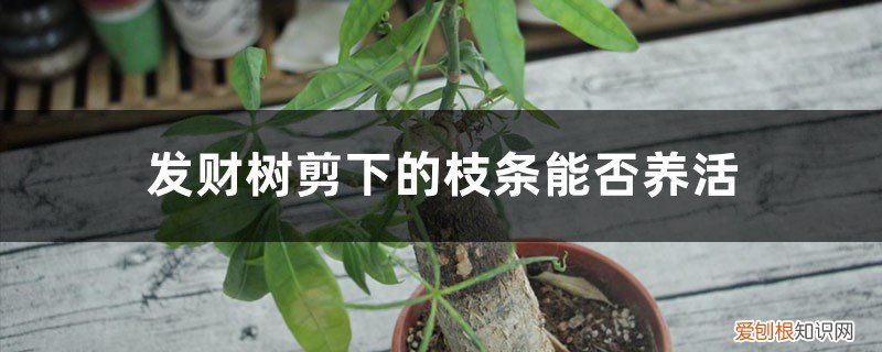 剪枝后的发财树如何养 发财树剪下的枝条能否养活