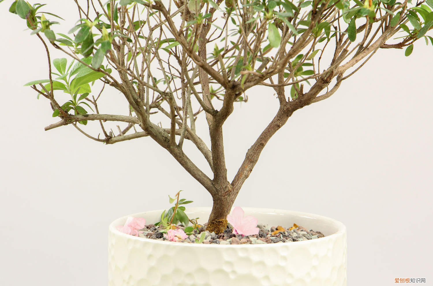 杜鹃下山桩多久生根 杜鹃树桩如何快速生根