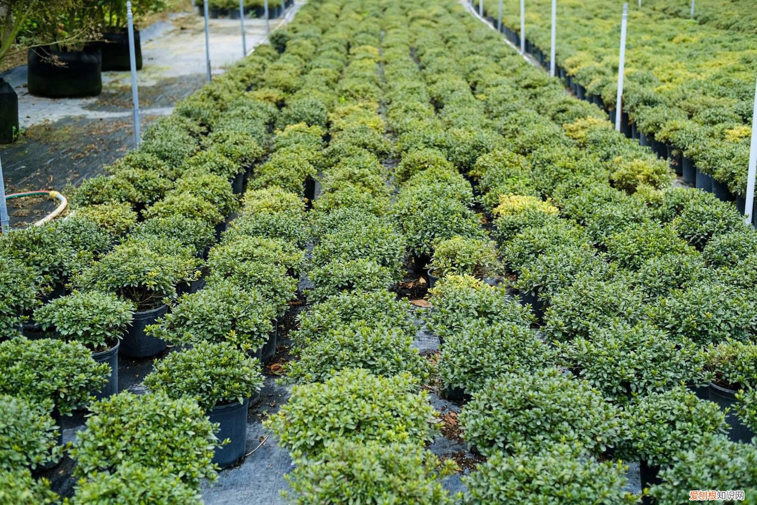 杜鹃下山桩多久生根 杜鹃树桩如何快速生根