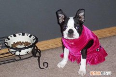 中小型犬狗粮吃多少 狗粮吃多少