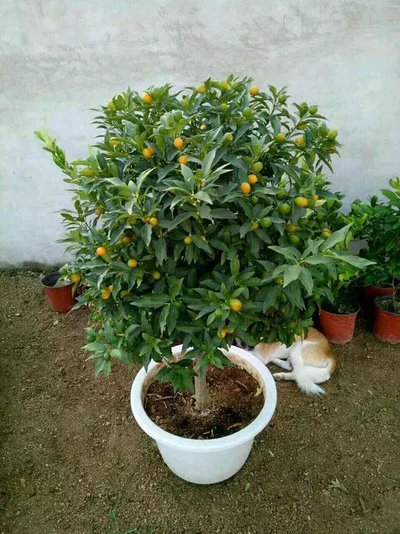 老花匠怎么养花，老花匠透露1招，扣水再回水，花儿迫不及待钻出来，爆满花盆