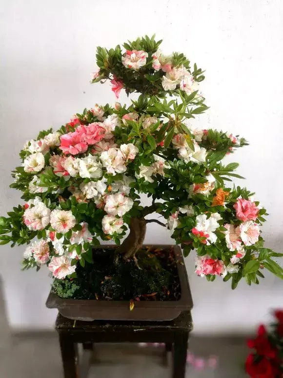 老花匠怎么养花，老花匠透露1招，扣水再回水，花儿迫不及待钻出来，爆满花盆