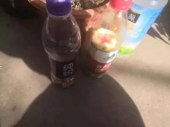 高手在民间,每月收入多少，高手在民间，每月1勺糖，文竹开出“满天星”，四季绿意盎然