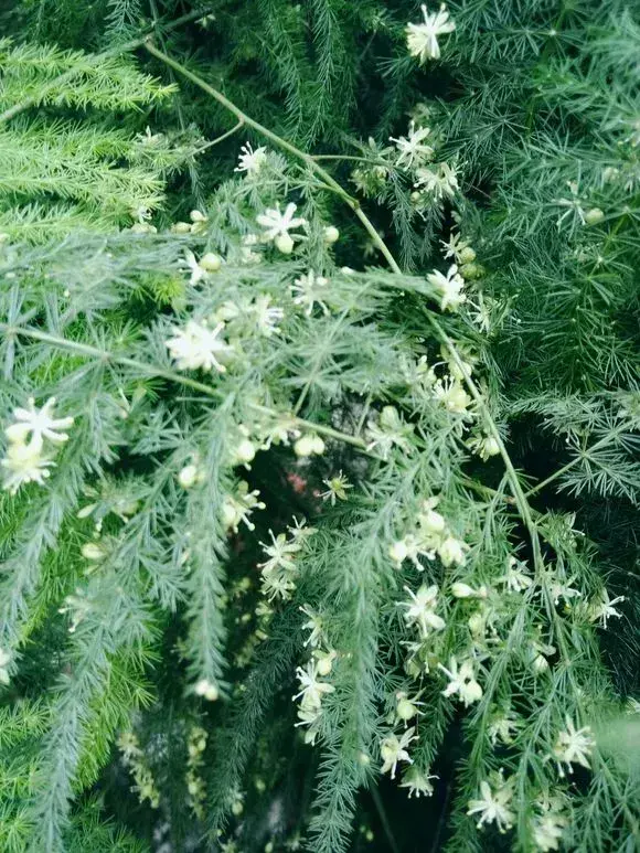 高手在民间,每月收入多少，高手在民间，每月1勺糖，文竹开出“满天星”，四季绿意盎然