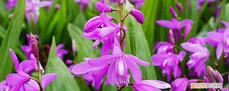 白芨种植条件 白芨种植