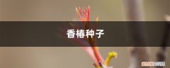 香椿种子繁殖 香椿种子如何种