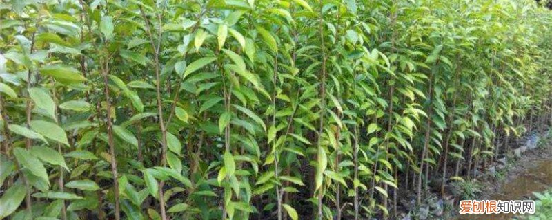 沉香木种植多久成材 沉香木种植