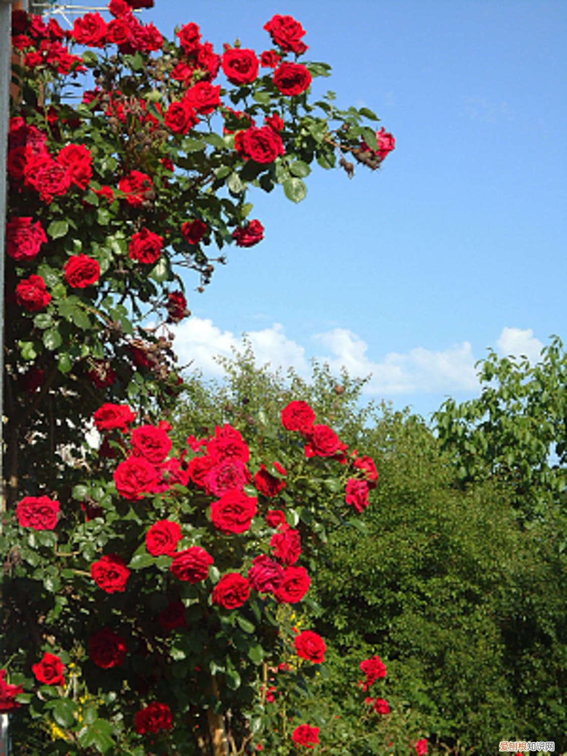 藤本月季怎么养才长得好 藤本月季如何养护