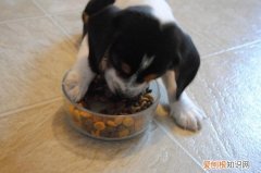 狗狗狗粮怎么喂 狗粮怎么喂食