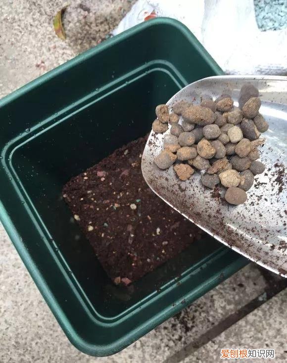 怎样养花不烂根视频，养花先养根，做好5件事，花草不烂根，大白根直冒