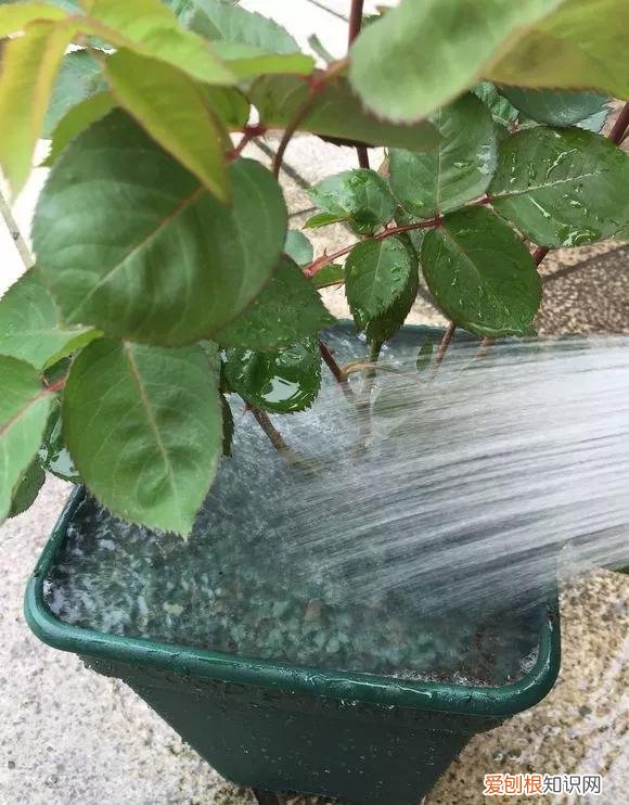 怎样养花不烂根视频，养花先养根，做好5件事，花草不烂根，大白根直冒