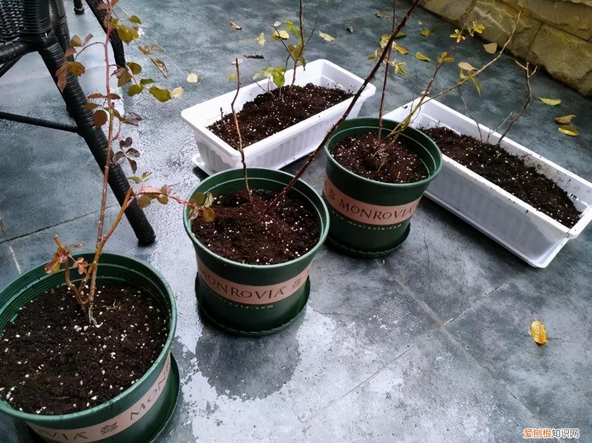 怎样养花不烂根视频，养花先养根，做好5件事，花草不烂根，大白根直冒