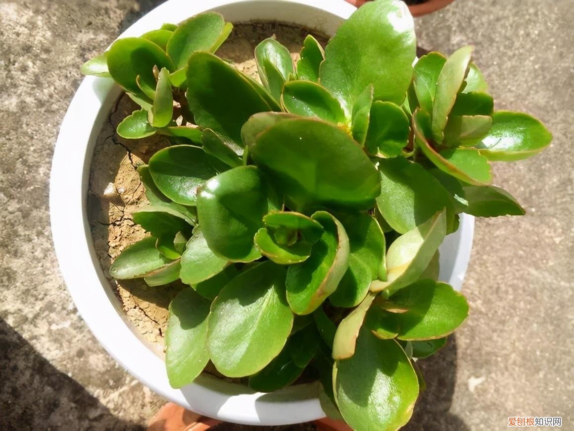 怎样养花不烂根视频，养花先养根，做好5件事，花草不烂根，大白根直冒
