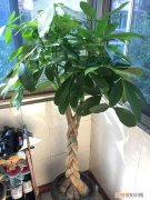 给花浇水的技巧，老花匠总结了7点浇水“窍门”，5分钟学会，一生受用