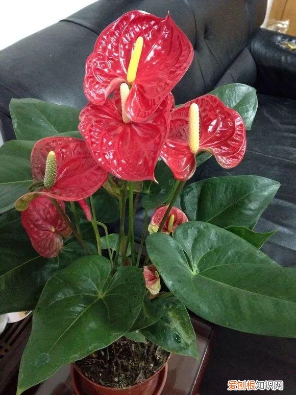 给花浇水的技巧，老花匠总结了7点浇水“窍门”，5分钟学会，一生受用