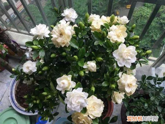 给花浇水的技巧，老花匠总结了7点浇水“窍门”，5分钟学会，一生受用