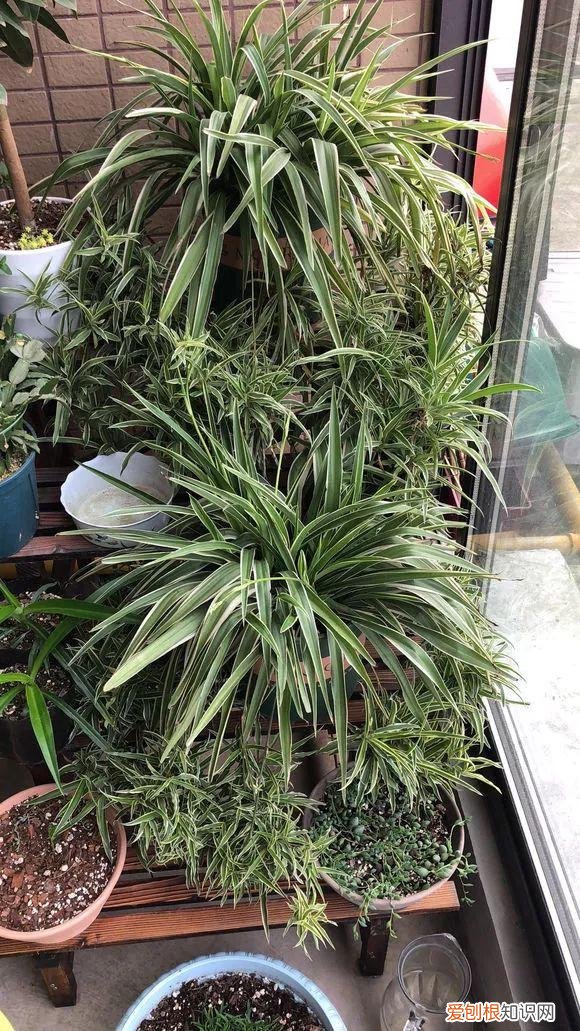 给花浇水的技巧，老花匠总结了7点浇水“窍门”，5分钟学会，一生受用