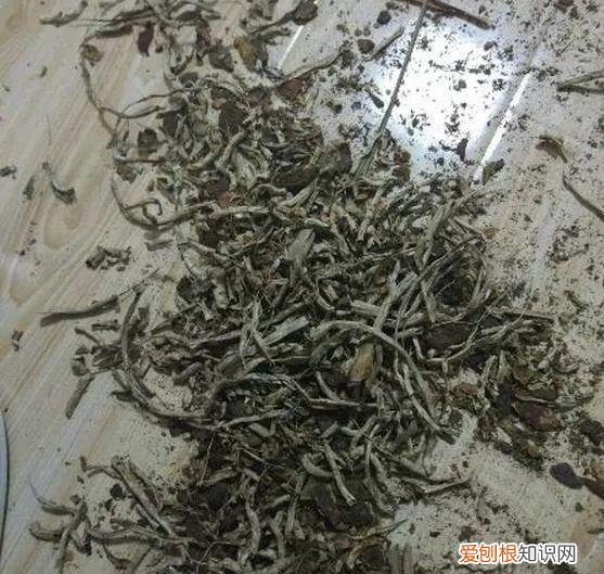 给花浇水的技巧，老花匠总结了7点浇水“窍门”，5分钟学会，一生受用