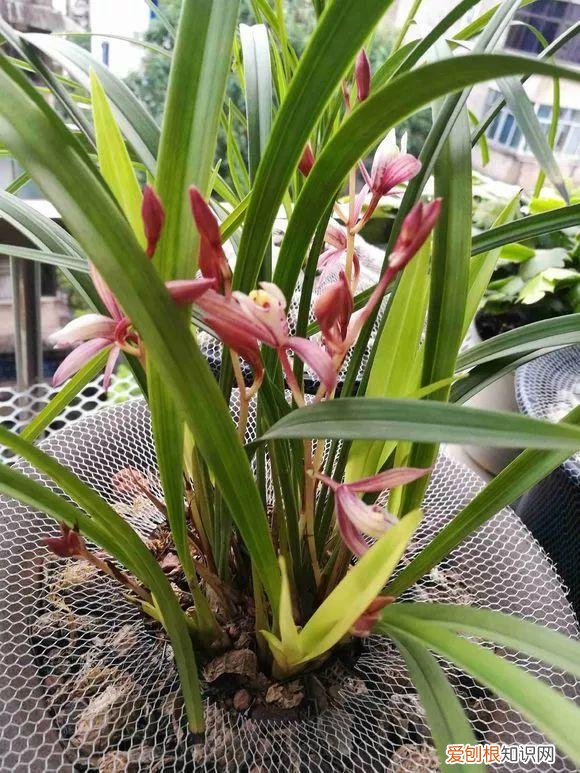 给花浇水的技巧，老花匠总结了7点浇水“窍门”，5分钟学会，一生受用