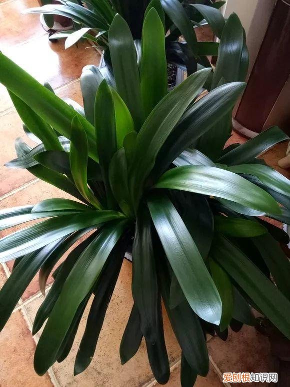 给花浇水的技巧，老花匠总结了7点浇水“窍门”，5分钟学会，一生受用