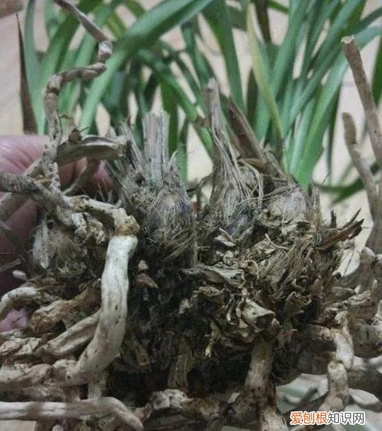 给花浇水的技巧，老花匠总结了7点浇水“窍门”，5分钟学会，一生受用