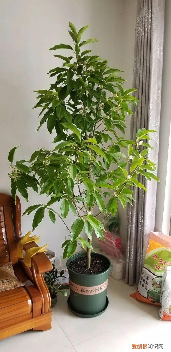 给花浇水的技巧，老花匠总结了7点浇水“窍门”，5分钟学会，一生受用