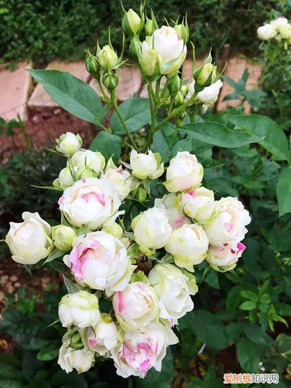 给花浇水的技巧，老花匠总结了7点浇水“窍门”，5分钟学会，一生受用