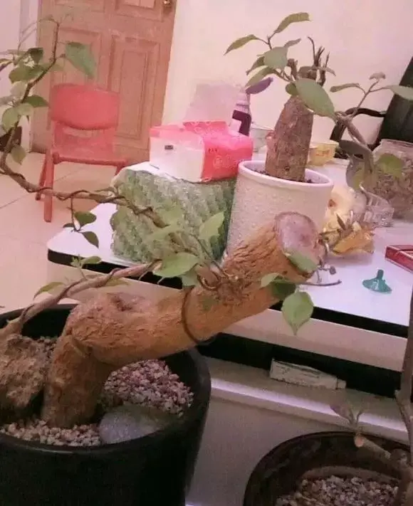 80年代的花盆有收藏价值吗，老花匠在盆里撒点粉末，不招虫不黄叶，狂开花呼呼爆盆