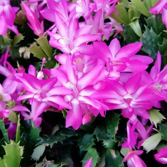 80年代的花盆有收藏价值吗，老花匠在盆里撒点粉末，不招虫不黄叶，狂开花呼呼爆盆