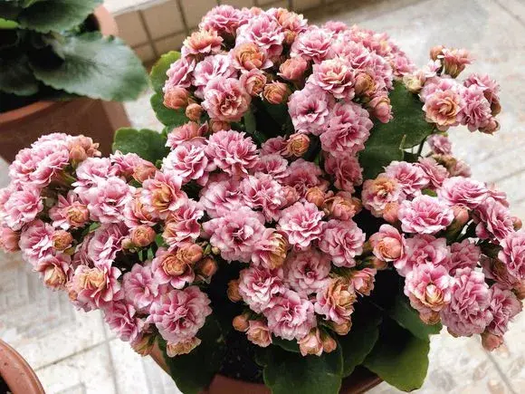 80年代的花盆有收藏价值吗，老花匠在盆里撒点粉末，不招虫不黄叶，狂开花呼呼爆盆