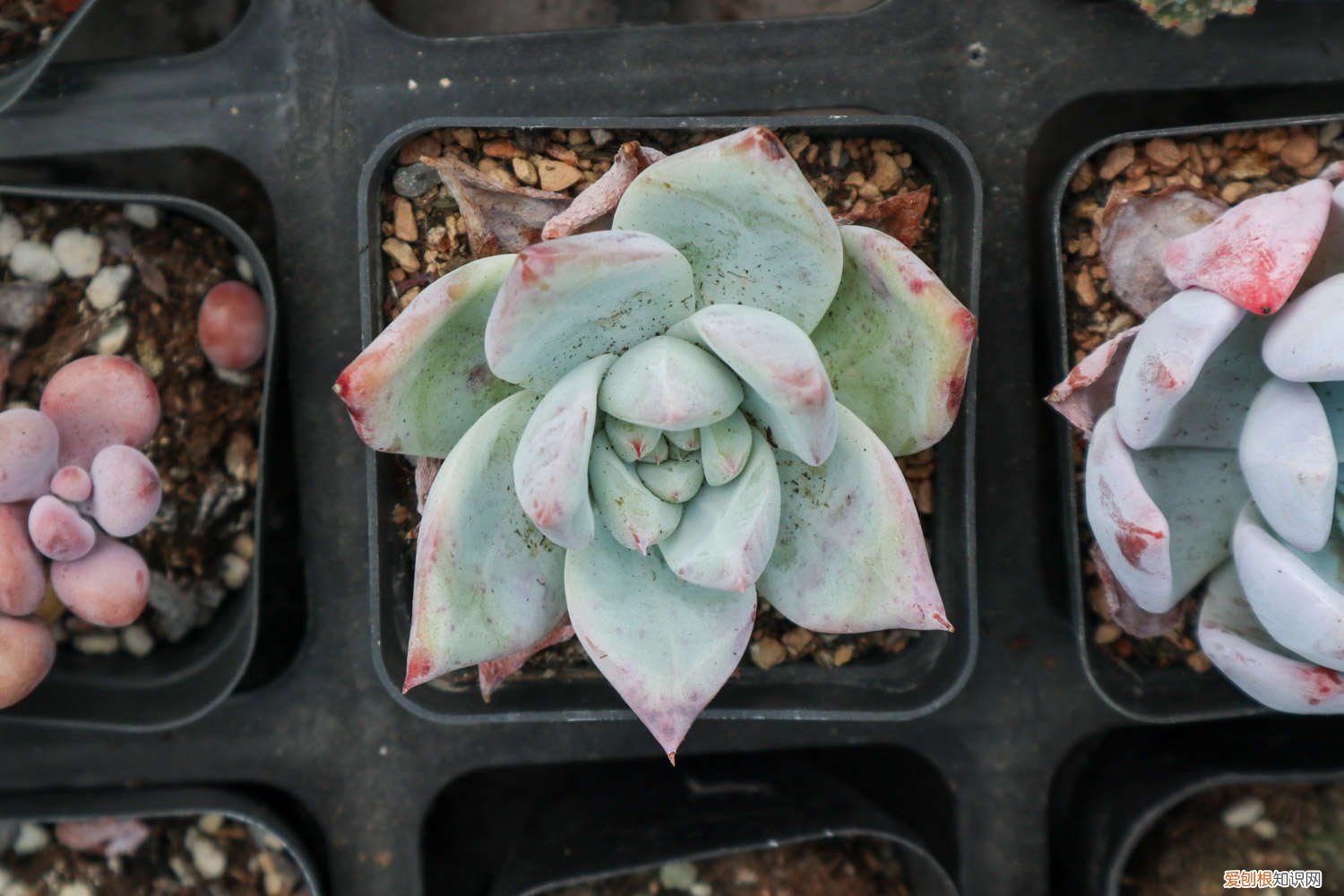 多肉营养液怎么配制好 多肉营养液怎么配制