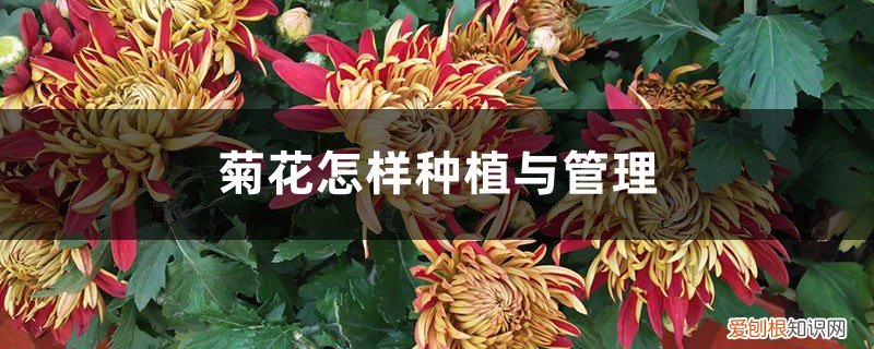 菊花怎么种植方法如下 菊花怎样种植与管理