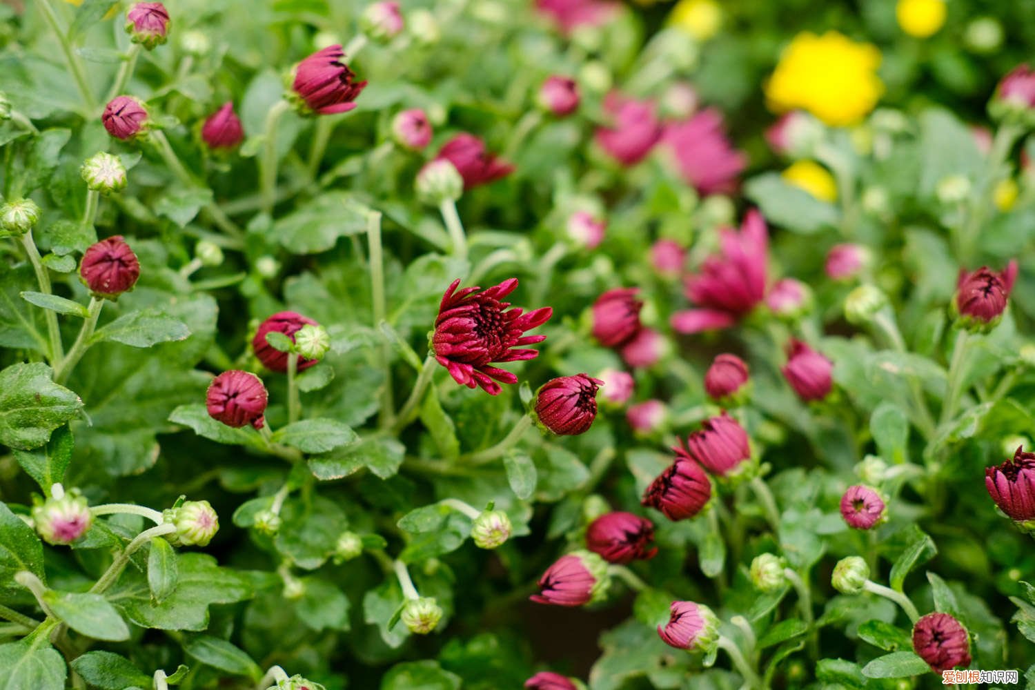 菊花怎么种植方法如下 菊花怎样种植与管理