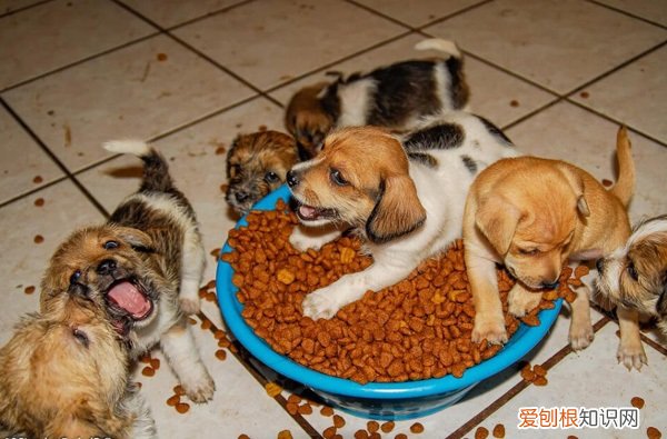 狗粮怎么泡软快又好吃 狗粮怎么泡软快