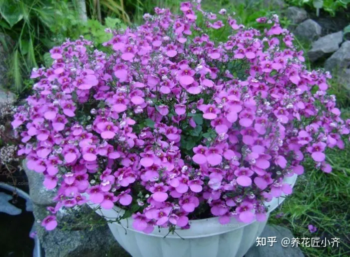 养花感悟阅读答案,都说人养花,花也养人,前提要养好花,这几个小技巧,高手都在用