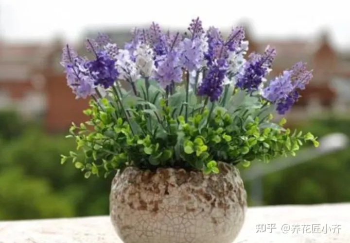 养花感悟阅读答案,都说人养花,花也养人,前提要养好花,这几个小技巧,高手都在用