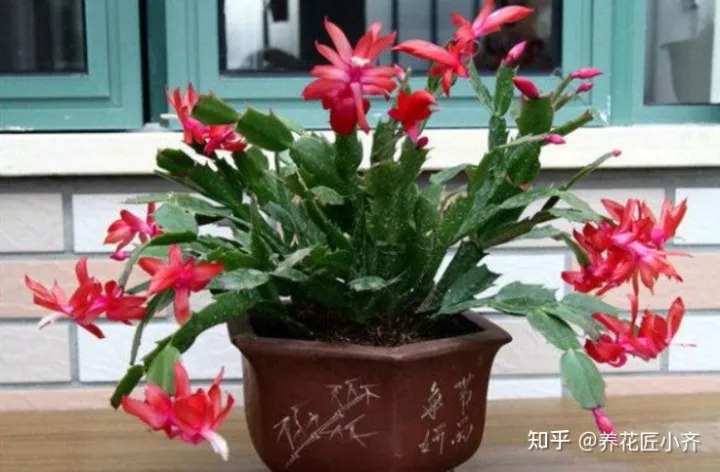 养花感悟阅读答案,都说人养花,花也养人,前提要养好花,这几个小技巧,高手都在用