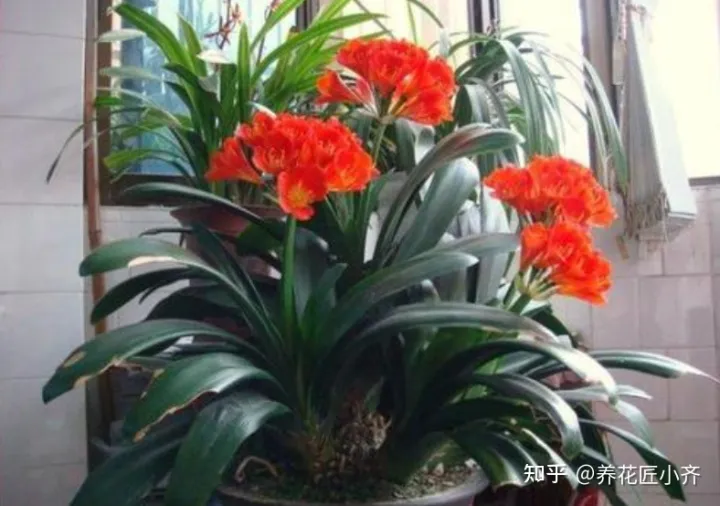 养花感悟阅读答案,都说人养花,花也养人,前提要养好花,这几个小技巧,高手都在用